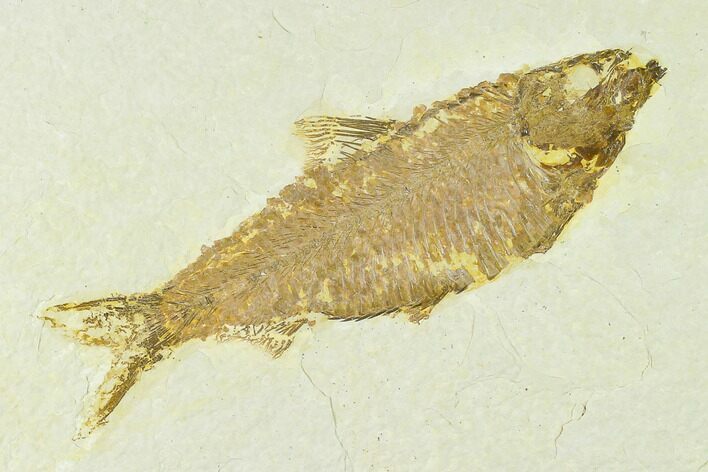 Detailed Fossil Fish (Knightia) - Wyoming #133959